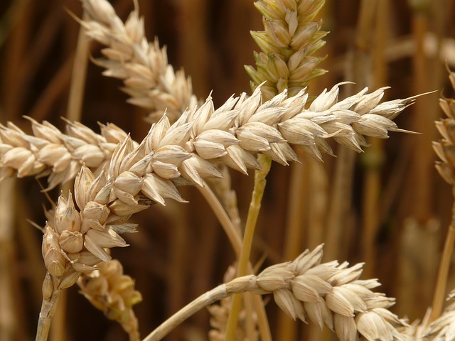 Entsprechendes Getreide kann Gefahrstoff Acrylamid senken