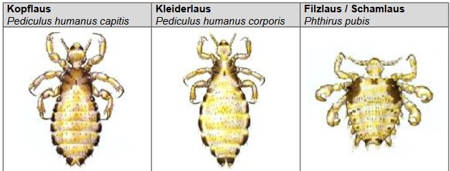 Wie Groß Ist Eine Kopflaus www.hygiene-netzwerk.de