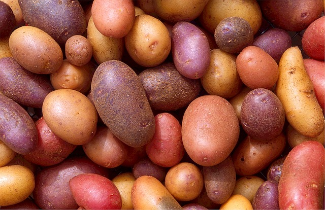 Neue Gen-Technik-Kartoffeln auch bald auf unserem Teller? Der Vorteil der neuen Kartoffeln: Sie enthalten weniger Acrylamid, bekommen keine Braunfärbung und sind zudem krankheitsresistent.
