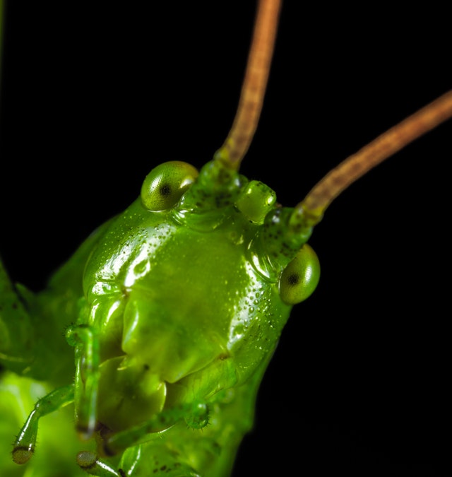 Hygieneschulunge-Lebensmittelschulung: Nahrung aus Insekten. Passt das mit den Hygieneanforderungen zusammen?